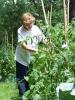 Caring for tomatoes at the HLM / Le soigne des tomates à l'HLM